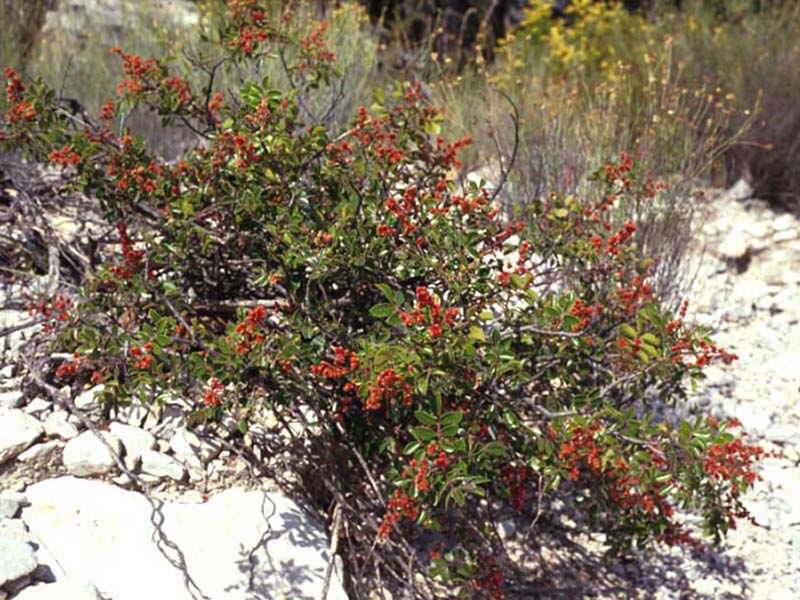 Find plants Evergreen Sumac